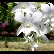 img User